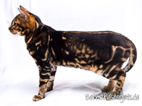 braun marmorierte Bengal